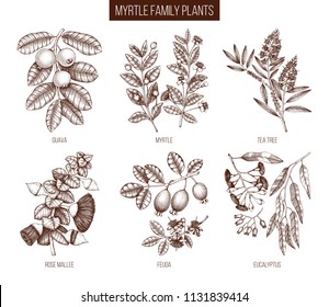 Vintage collection of Myrtle family plants illustrations. Hand drawn myrtus, tea tree, guava fruit, eucalyptus, feijoa sketches. Essential oils ingredients for cosmetics and medicine. Vector drawings.