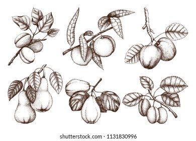 Vintage collection of ripe fruits and berries  - apple, pear, plum, peach, apricot trees sketches. Hand drawn harvest illustrations.  Summer or autumn food set. Vector drawings.