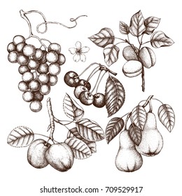 Vintage collection of ripe fruits and berries  illustrations - apple, pear, cherry, peach, apricot, quince, grapes. Hand drawn harvest sketch set. Summer or autumn design.