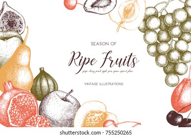 Vintage collection of ripe fruits and berries  illustrations - fig, apple, pear,  peach, apricot, persimmon, pomegranate, quince, grapes. Hand drawn harvest sketch set. Summer or autumn design.