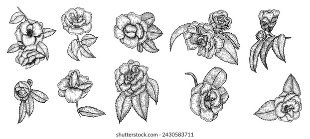 Vintage collection of spring camellia flowers, Set of sketches of floral botany, Black and white drawing with dashed lines on a white background, for wedding invitations, greeting cards,  patterns.