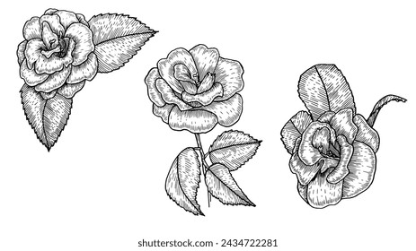 Vintage collection of spring camellia flowers, Contour of camellia flowers, A set of hand-drawn illustrations, transparent background or filled