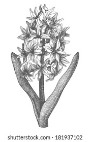 Vintage collection of vector hand drawn hyacinth flowers isolated on white
