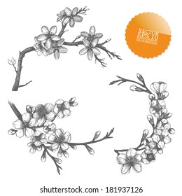 Vintage collection of vector hand drawn  blooming fruit tree twig isolated on white