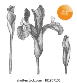 Vintage collection of vector hand drawn iris flowers isolated on white