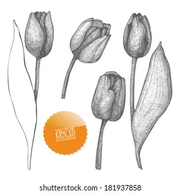 Vintage collection of vector hand drawn tulips flowers isolated on white