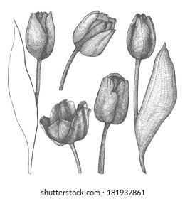 Vintage collection of vector hand drawn tulips flowers isolated on white