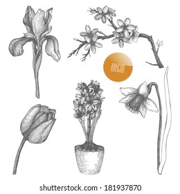 Vintage collection of vector hand drawn spring  flowers isolated on white