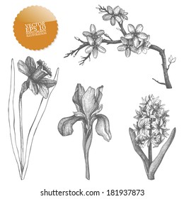 Vintage collection of vector hand drawn spring  flowers isolated on white