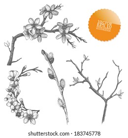 Vintage collection of vector hand drawn blooming  tree twig isolated on white