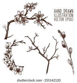 Vintage collection of vector hand drawn blooming tree twig isolated on white. Spring tree twig sketch set
