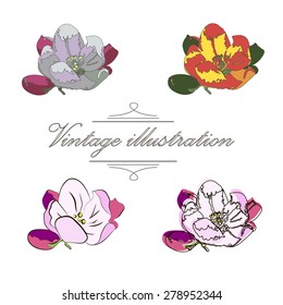 Vintage collection of vector hand drawn blooming tree twig flower apple isolated on white. Spring tree twig sketch set