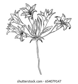 Vintage collection of vector hand drawn hyacinth flowers isolated on white