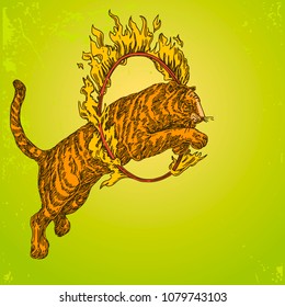 Vintage color background. Circus tiger jumping through a ring of fire. Engraving style. Vector illustration.