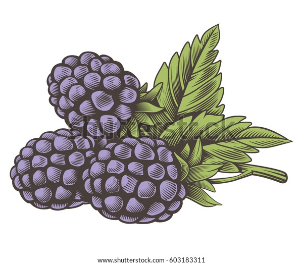 Vintage Color Blackberry Illustration On White Stock Vector (Royalty ...