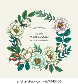 Vintage color botanical background with dog rose wreath. Vector floral hand drawn illustration of wild briar flowers and leaves. Wedding design. Engraving style