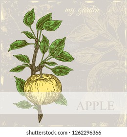 Vintage color card. Apple tree branch with fruits. Engraving style. Vector illustration.