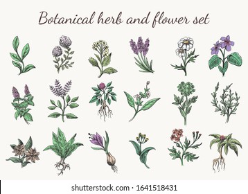 Vintage color herbs and flowers drawing. Colorful spring botanical cartoon herb and flower set sketch vector illustration isolated on white background