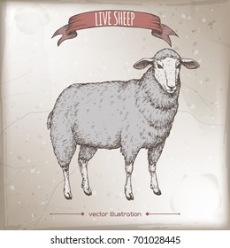 Vintage color label with live sheep. Placed on wooden texture. Includes hand drawn elements.
