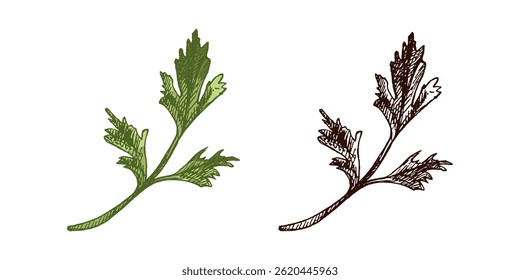 Vintage colored and black hand drawn illustration of fresh parsley herb with textured lines and botanical detail. Ideal for food packaging, kitchen decor, recipe books, herbal designs