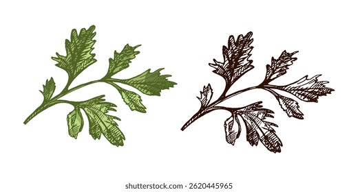 Vintage colored and black hand drawn illustration of fresh parsley herb with textured lines and botanical detail. Ideal for food packaging, kitchen decor, recipe books, herbal designs