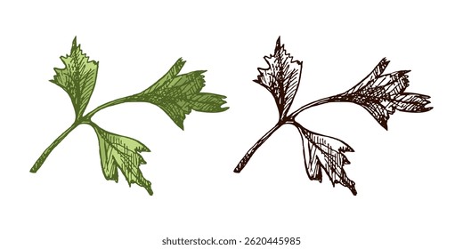 Vintage colored and black hand drawn illustration of fresh parsley herb with textured lines and botanical detail. Ideal for food packaging, kitchen decor, recipe books, herbal designs