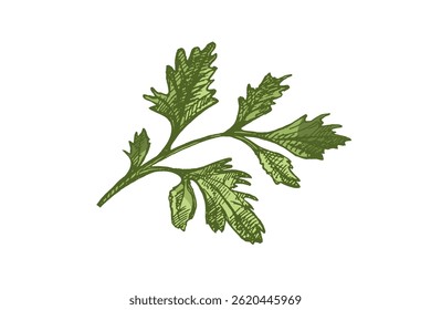 Vintage colored hand drawn illustration of fresh parsley herb with textured lines and botanical detail. Ideal for food packaging, kitchen decor, recipe books, herbal designs, engraving style.