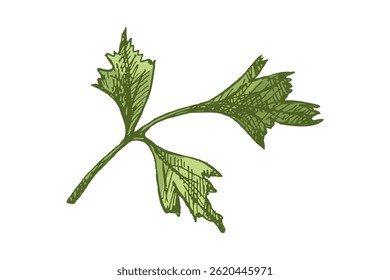 Vintage colored hand drawn illustration of fresh parsley herb with textured lines and botanical detail. Ideal for food packaging, kitchen decor, recipe books, herbal designs, engraving style.