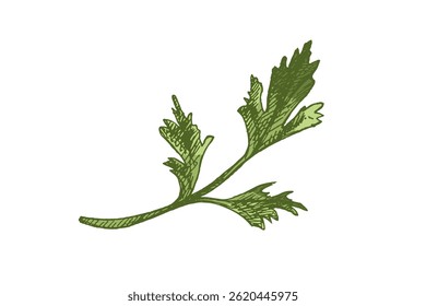 Vintage colored hand drawn illustration of fresh parsley herb with textured lines and botanical detail. Ideal for food packaging, kitchen decor, recipe books, herbal designs, engraving style.