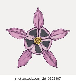 Vintage columbine flower, illustration isolated on white, vector. 