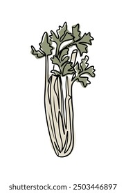 Vintage contour drawing of celery in boho style. Botanical single line retro drawing of green vegetable. Contour line outline composition isolated on white background.