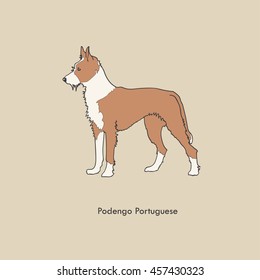 Vintage contour illustration of one red and white color dog of portuguese podengo breed of mediuml size with long wire coat standing on light brown background with text below