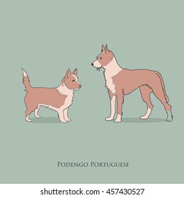Vintage contour illustration of two red and white color dogs of portuguese podengo breed of small and medium size with long wire coat standing on blue background with text below