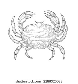 Vintage crab vector drawing. Hand drawn seafood illustration. Design for menu, poster or label