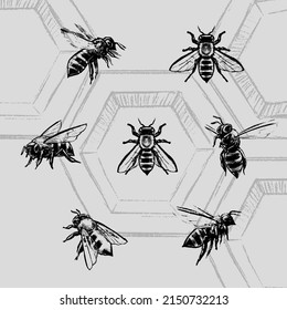 vintage crosshatching vector scientific illustration bees,