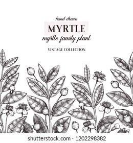 Vintage design with hand drawn myrtle tree sketches. Cosmetics and medicinal myrtus plant vector illustration. Botanical frame with berries, flowers and leaves. Isolated on white background.