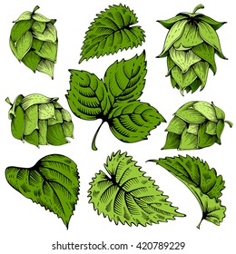 Vintage designs elements set with hops and leaves. Hops hand drawn in artistic engraved style. Colored vector illustration. Isolated on white background.