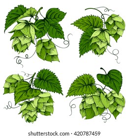 Vintage designs set with hops and leaves. Hops hand drawn in artistic engraved style. Colored vector illustration. Isolated on white background.