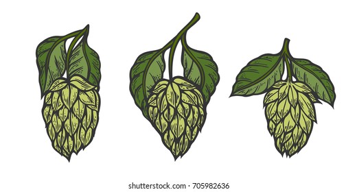 Vintage designs set with hops and leaves. Hop hand drawn in artistic engraved style. Colored vector illustration. Isolated on white background.