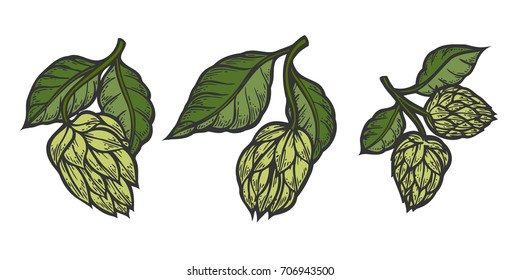 Vintage designs set with hops and leaves. Hop hand drawn in artistic engraved style. Colored vector illustration. Isolated on white background.