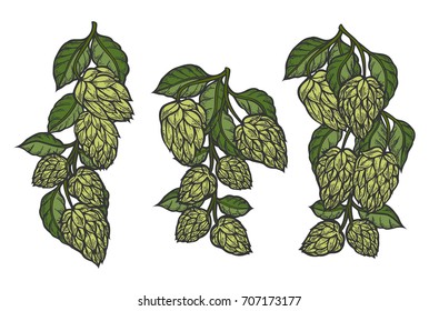 Vintage designs set with hops and leaves. Hop hand drawn in artistic engraved style. Colored vector illustration. Isolated on white background.