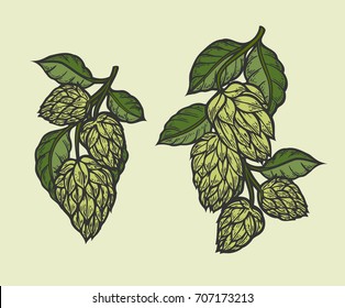 Vintage designs set with hops and leaves. Hop hand drawn in artistic engraved style. Colored vector illustration. Isolated on white background.
