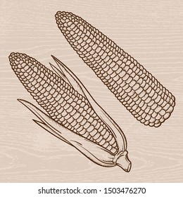 Vintage Detailed hand drawn Corn. Engraving style vector corn.Isolated Vegetable engraved style object. Vegetarian food drawing. Farm market product for menu and label.