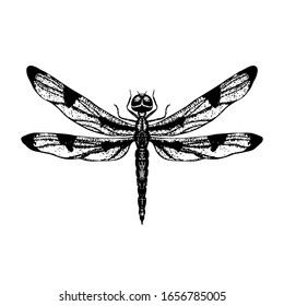 Vintage detailed sketch of dragonfly. Tropical pest isolated on white. Vector hand drawn illustration of insect with wings. Exotic moth for packaging, label, logo, icon design.