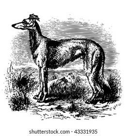 vintage dog illustration (vector)