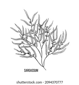 Vintage doodle illustration with black sargassum algae sketch. Vector line art.