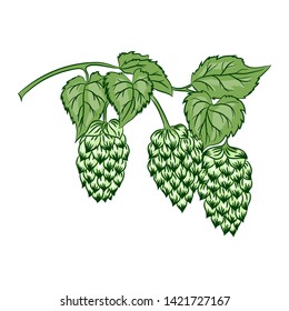 vintage drawing of hop branch with fruits of soft green color
