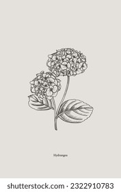 Vintage drawing of hydrangea in graphic style. Vector