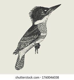 Vintage Drawing of a King Fisher Bird