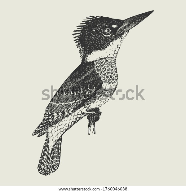 Vintage Drawing of a King\
Fisher Bird